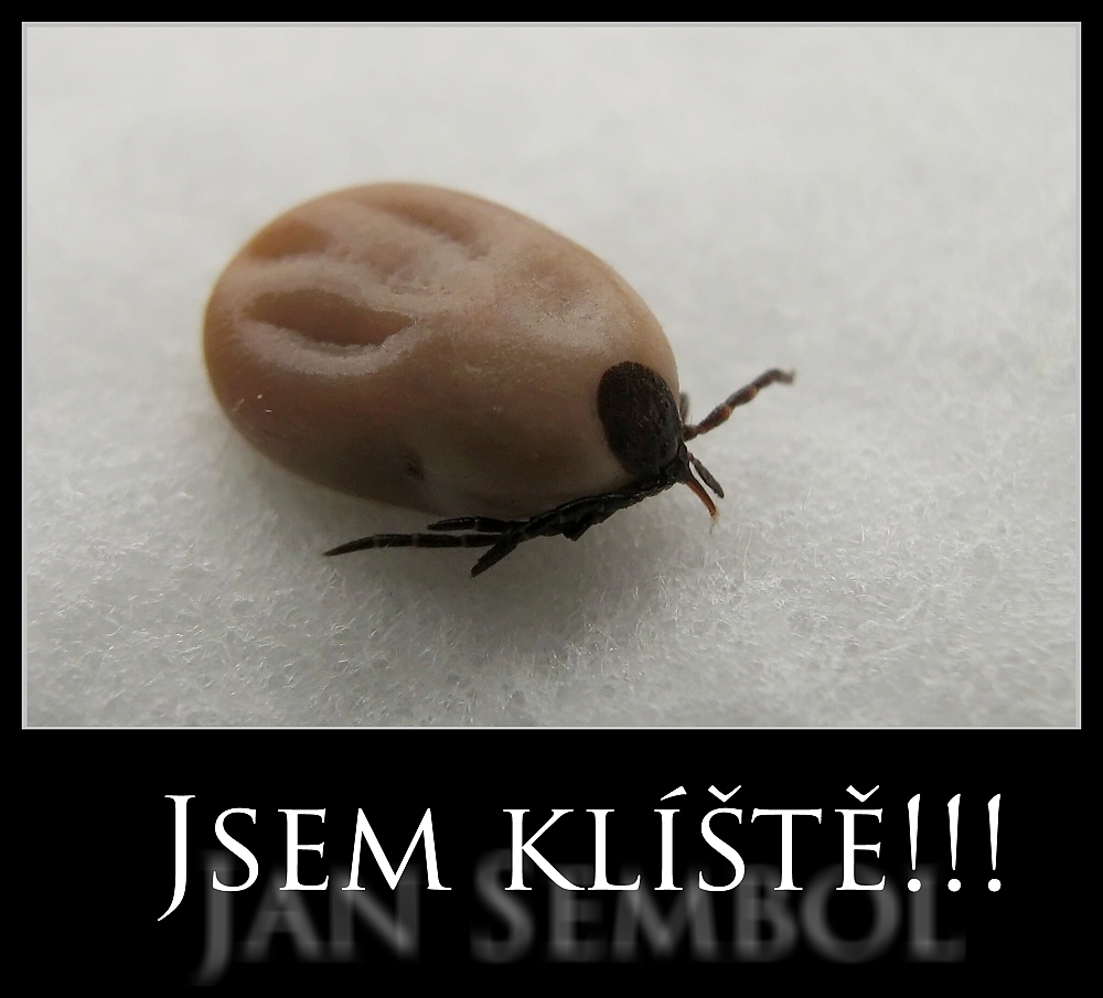 Klíště